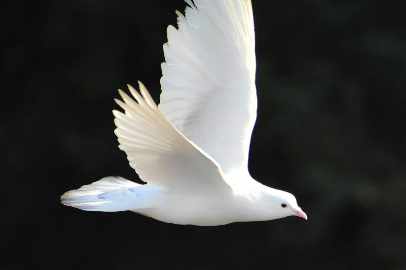International Peace Coalition 57: The Accelerating Pace Of World Events