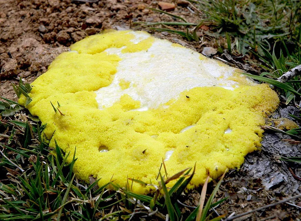 End the Slime Mold of Empire: Natural Law vs. ‘Might Makes Right’
